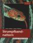 Preview: Strumpfbandnattern